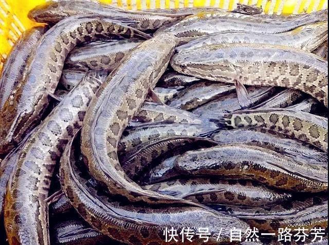 黑鱼泛滥成灾成群黑鱼聚集河湾产卵电鱼人不如我来来试试