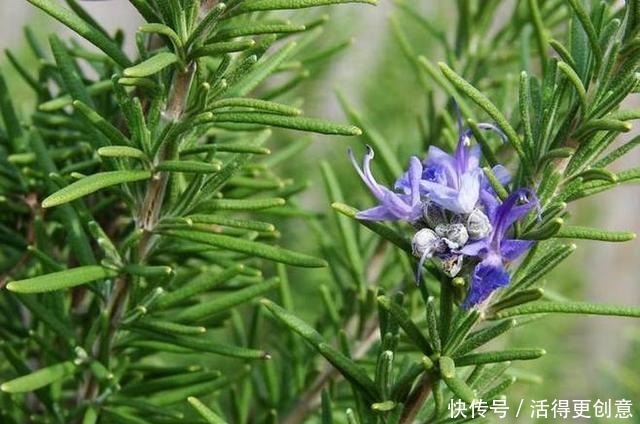 这三“驱蚊花”遇水疯长，叶子都带香味，古代“大户人家”最爱养！