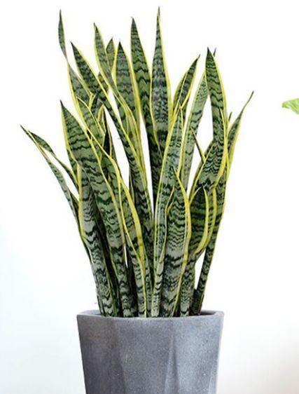 生活环境|农历十一月大雪过后,养什么花?家里养3种花,健康营养又好吃