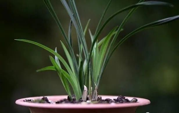 养好兰花的口诀,书本上学不到的经验,喜欢就收藏吧