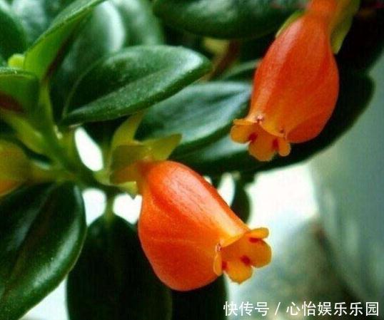 角落|新手养2种“吊兰”，好养又好看，放角落也爆花，一年到头有花看