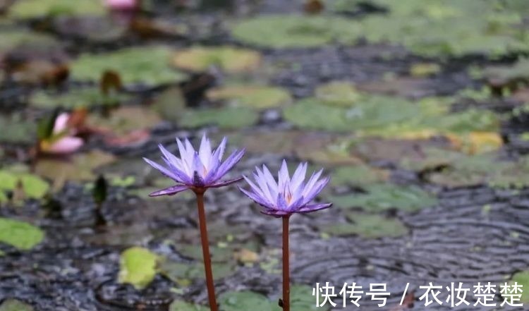 “四蒂睡莲”长什么样?一起来花博园看荷花、莲花群芳争艳