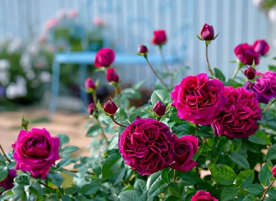 你养的月季长花苞了吗?这个时候有个很“重要的”工作要做