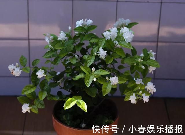 花友|花友们，茉莉花期的时候，4件事万万不能做，不然花苞呼呼落