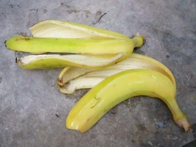 简简单单1根香蕉,渔获65斤,鲫鱼为主