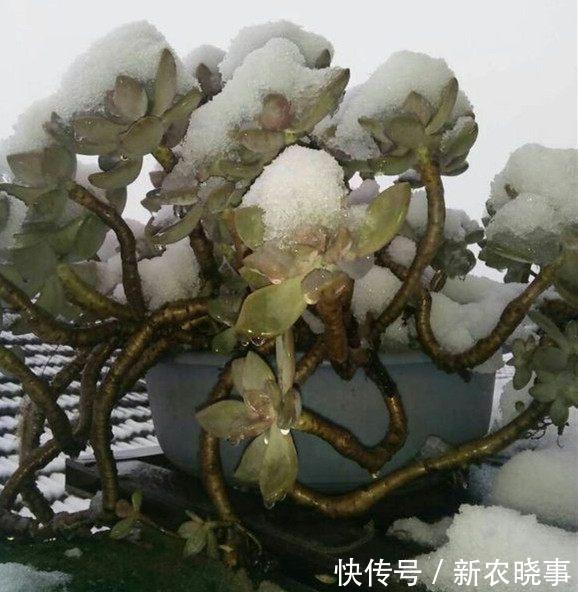 在农村“墙角”长着1堆多肉,冬天冻不死、夏天晒不死,简直开挂