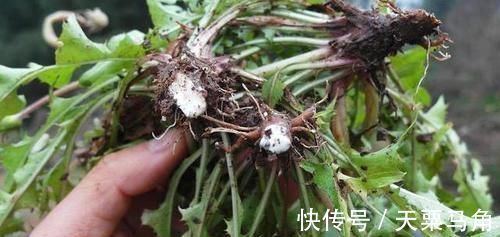 甲状腺癌|患上甲状腺有结节告诫最好别碰四物，为了健康，再馋也要忍