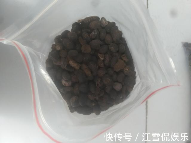 虎皮兰|虎皮兰“长得慢”扒开土喂点“出芽肥”，新芽就像“竹笋”