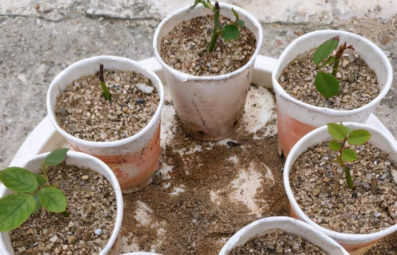 花友|河沙养花“有3大妙用”:配土透气性好、育苗和扦插成活率高