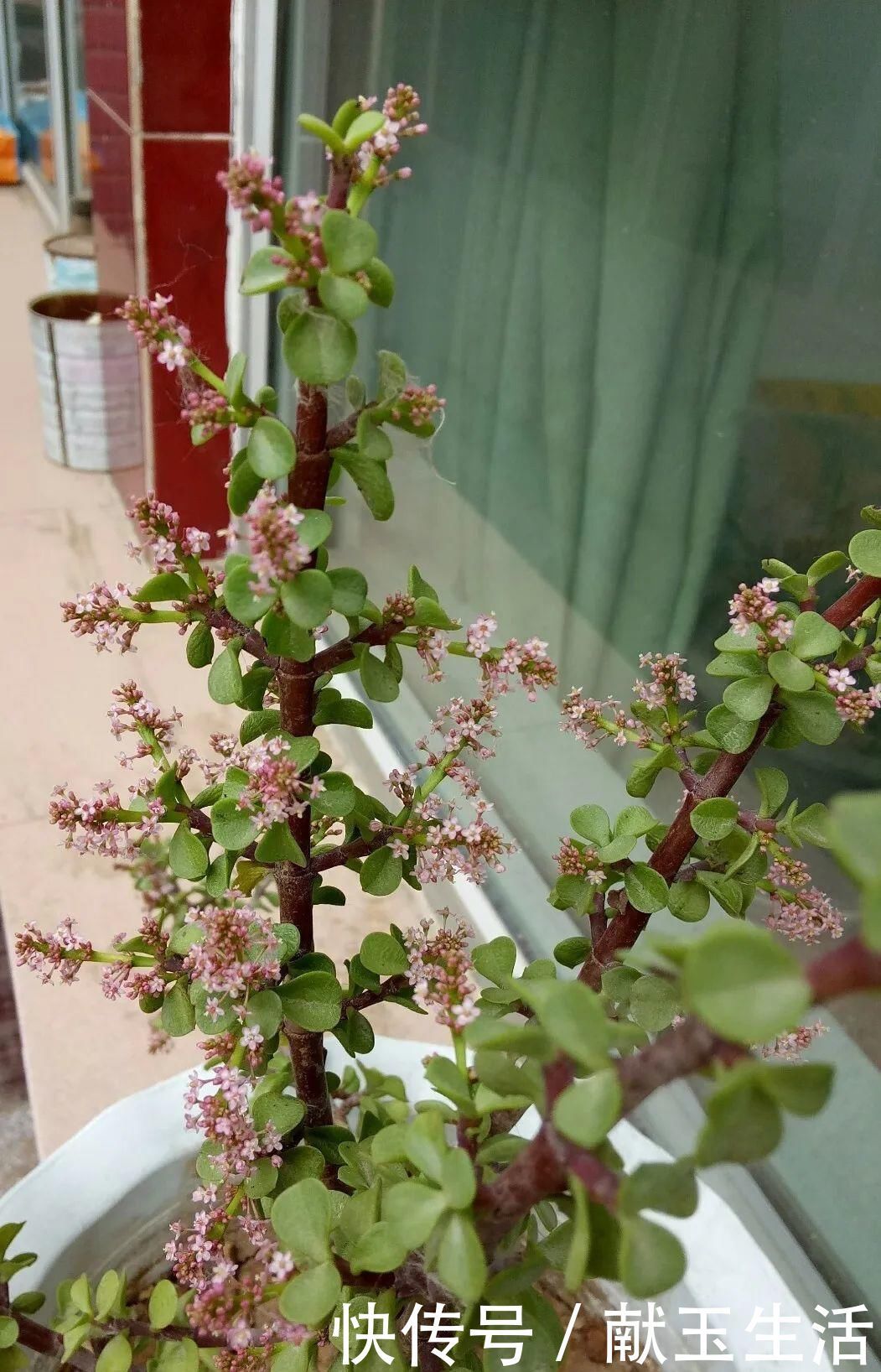 氮钾|金枝玉叶开花了,真花长这样,很多人没见过