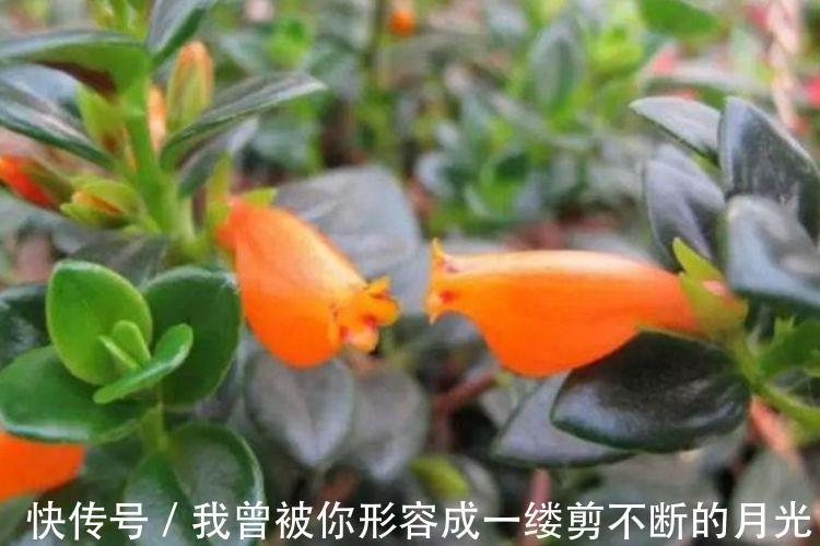 人养花,花也养人,家养3种花,漂亮还净化空气,美容又养颜!