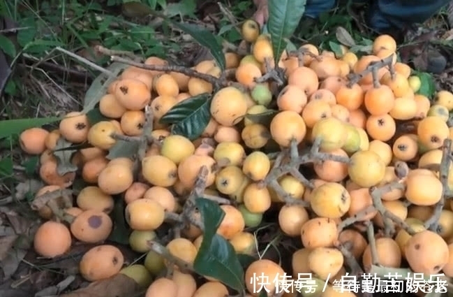 采摘|小伙冒险爬上高高的大树,只为了摘一种金黄色的果子,大伙都吃过