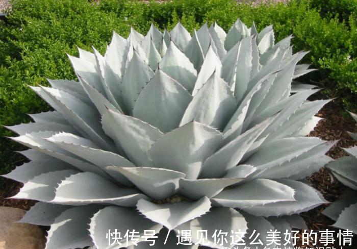 10种最耐寒的多肉植物，零下了都不会死，新手就养它们吧