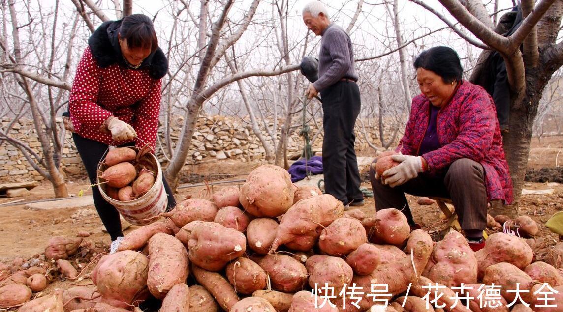 存放|红薯保存很简单!不用地窖,教你3招,红薯不烂不发霉,越放越甜