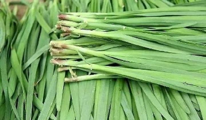 牙龈癌|癌细胞最害怕的蔬菜,常吃强身健体不在话下,尤其适合男性