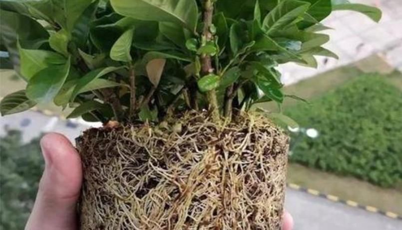 买到的栀子花|栀子花买到做3点,让它花全开,花后换盆强修剪,明年照样开爆盆