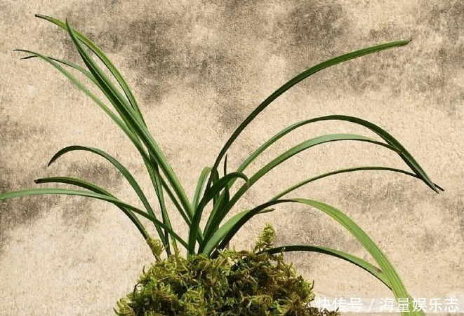 兰花|兰花烂根了怎么救花农教你几招,救活几盆烂根的兰花不成问题