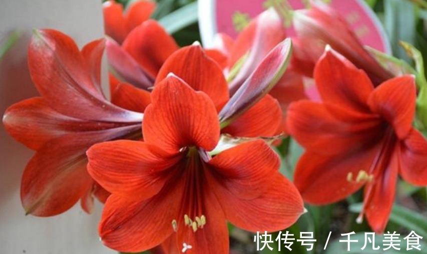 家中必养“4种花”,好养漂亮花期长,开花一簇簇,开成百花园!