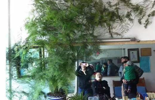 光合作用|文竹、发财树,用这“水”养一养,一窜2米高,再也不黄叶!