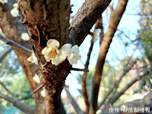 莫负春光赏花时，我在京山这里，等你来