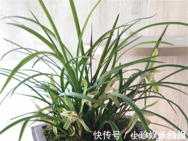 黄豆|兰花爱吃这2种“粉”，什么黄豆水、过期药都不如它，效果出奇好