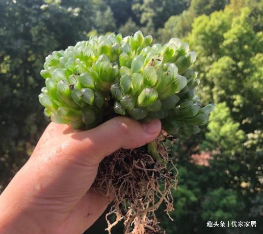 根系|养1年的玉露群生，盆内显得太挤，狠心将其拆了，结果成玉露大户