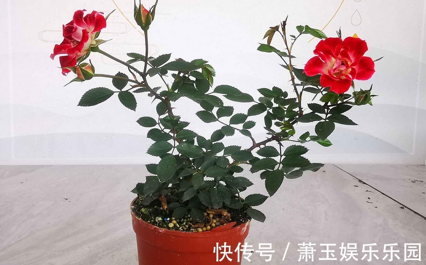 抓住这3点,养微型月季“小画家”,枝叶密密麻麻,花开数不尽