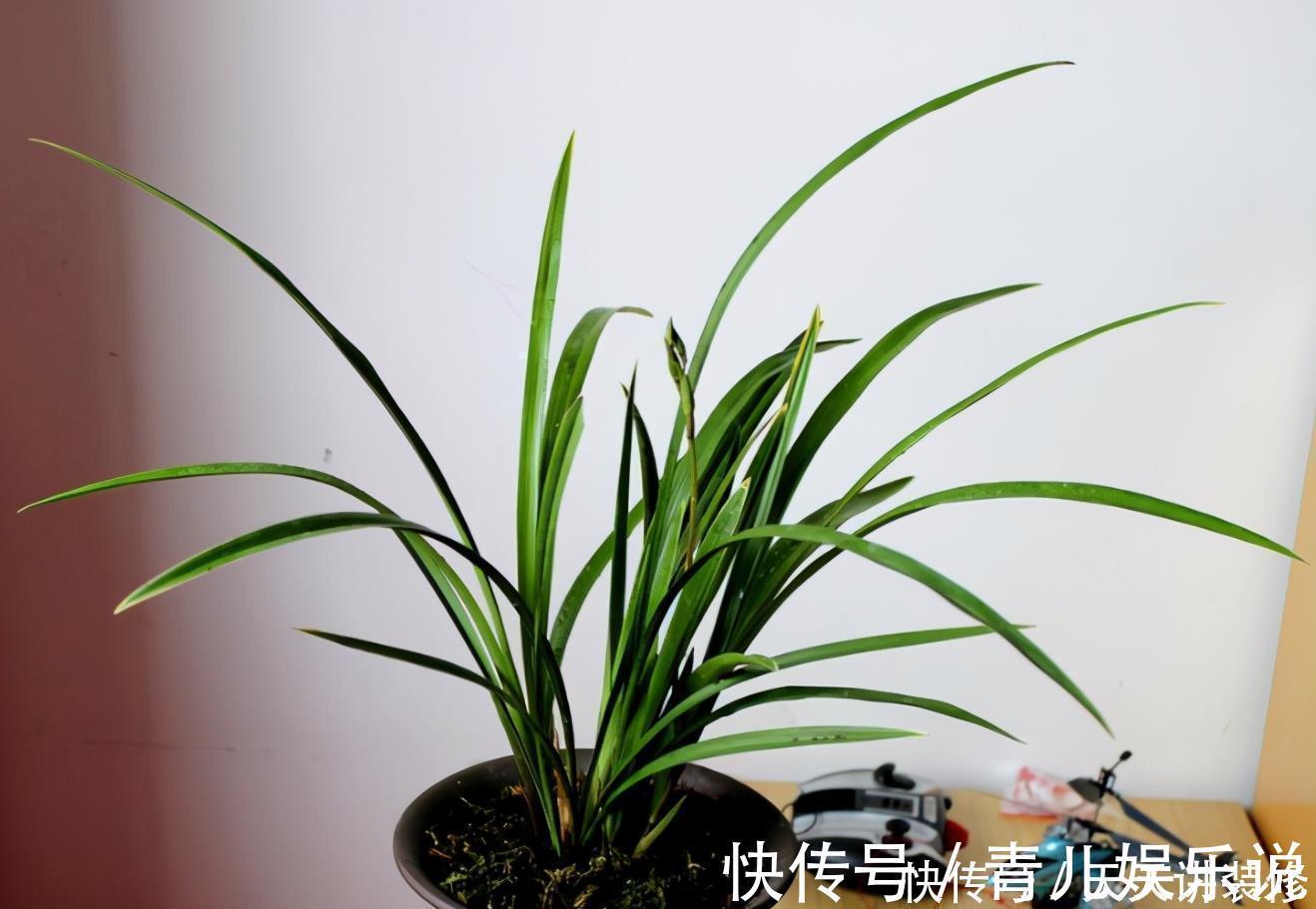 花友们|家中的兰花盆栽多年不开花,究其原因,不过是这3点没做好罢了