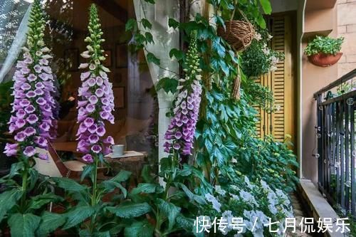 闲人|这样的阳台,那院子我也不换,美得太过分,今生只做个闲人了!