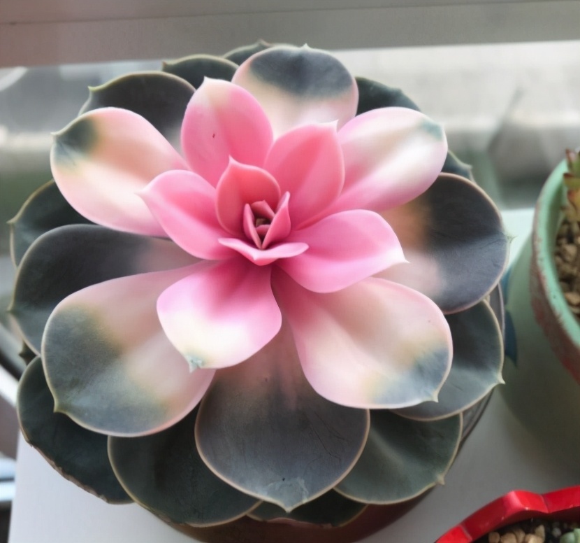 无论你多喜欢养花,都不要碰“3种花”,这都是养花高手被坑过的