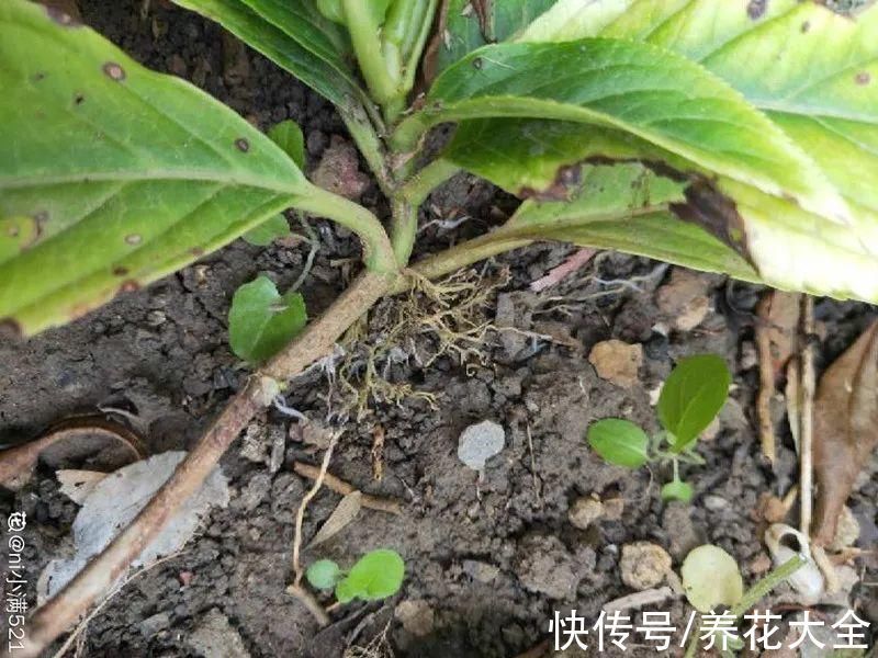 冬天扦插,最简单的方法学起来,这6种花都能生根