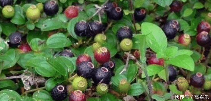 它形似桃金娘，无人采摘还常被践踏，殊不知可卖30元一斤