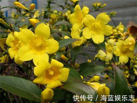 茉莉|家养“香水花”,比茉莉“香10倍”,比绿萝好养,能耐零下20度
