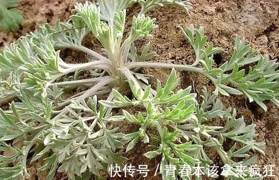 热结黄疸|农村这种野草，长得像“艾叶”，原来还有清热利湿的功效