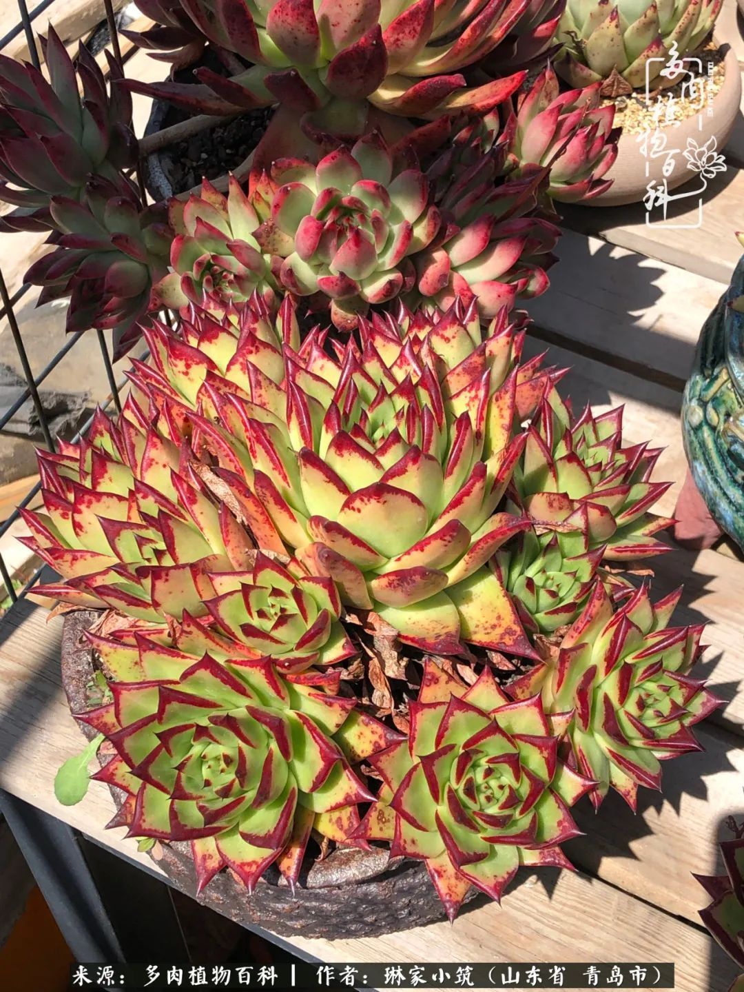 多肉|有史以来最厉害的一场寒潮，治好了我养多肉这些年的“坏毛病”