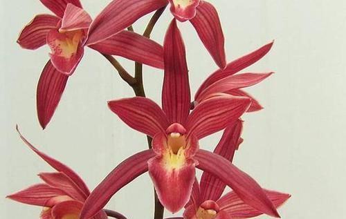 开花|比玫瑰还妖艳的兰花,花色鲜红如火,香味似香水,年头开花到年尾