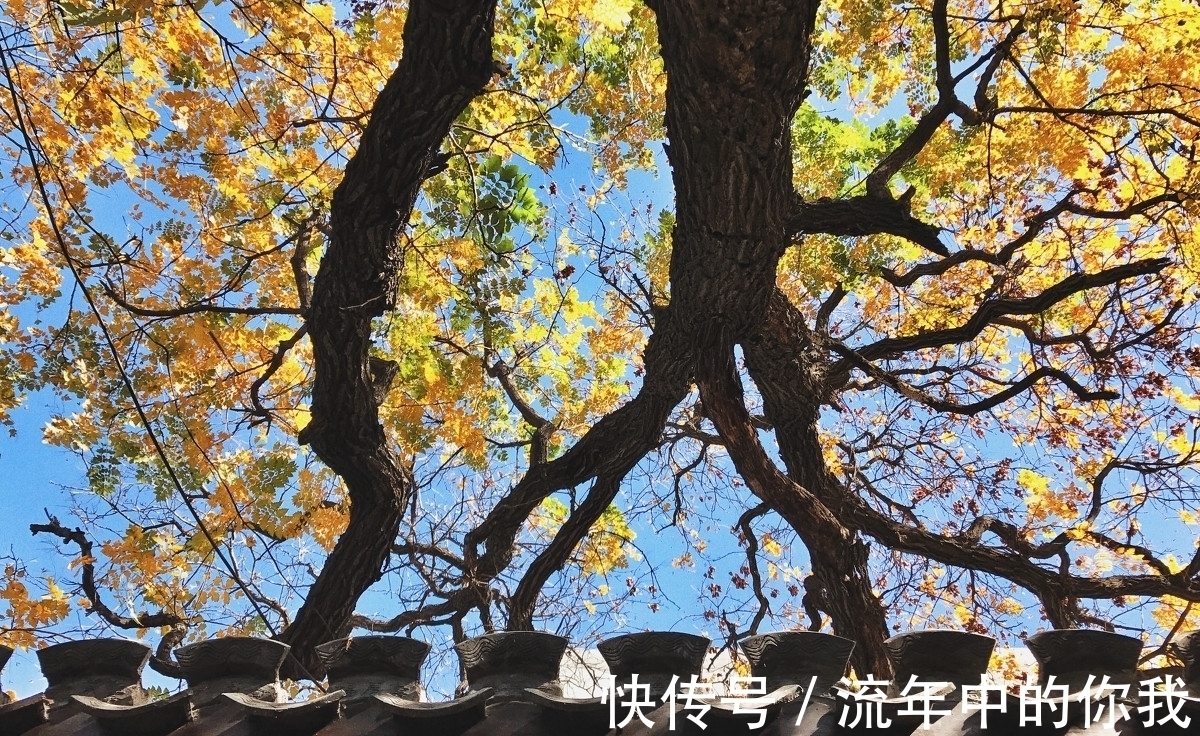 杨柳依依@七律,醉秋五首丨盈盈秋水念秋名,不负秋生这段情