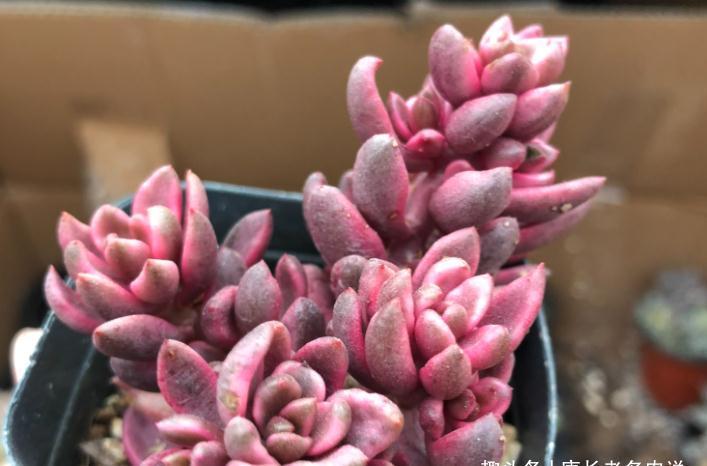有一种多肉名字尴尬不想养,但非常适合女士养,它就是苏菲儿