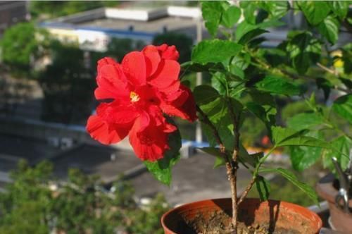  叶片|花卉出现黄叶的情况，可以给它们食用点药，轻松解决黄叶情况！