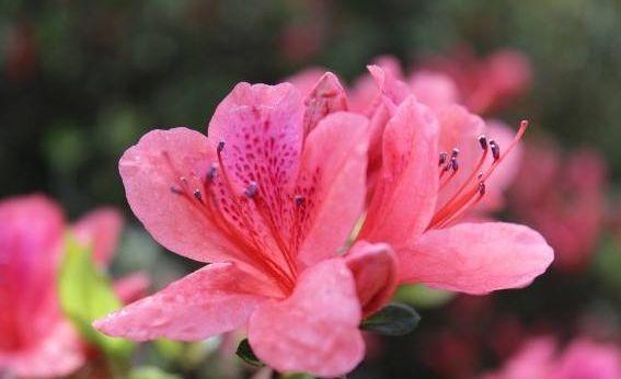 农历十月初一霜降后,养什么花?以下3种花,红红火火福运绵绵