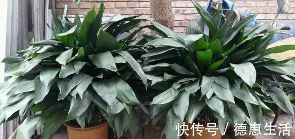 风信子|这16种花冬天越浇越死,3个月不管,反而长高个