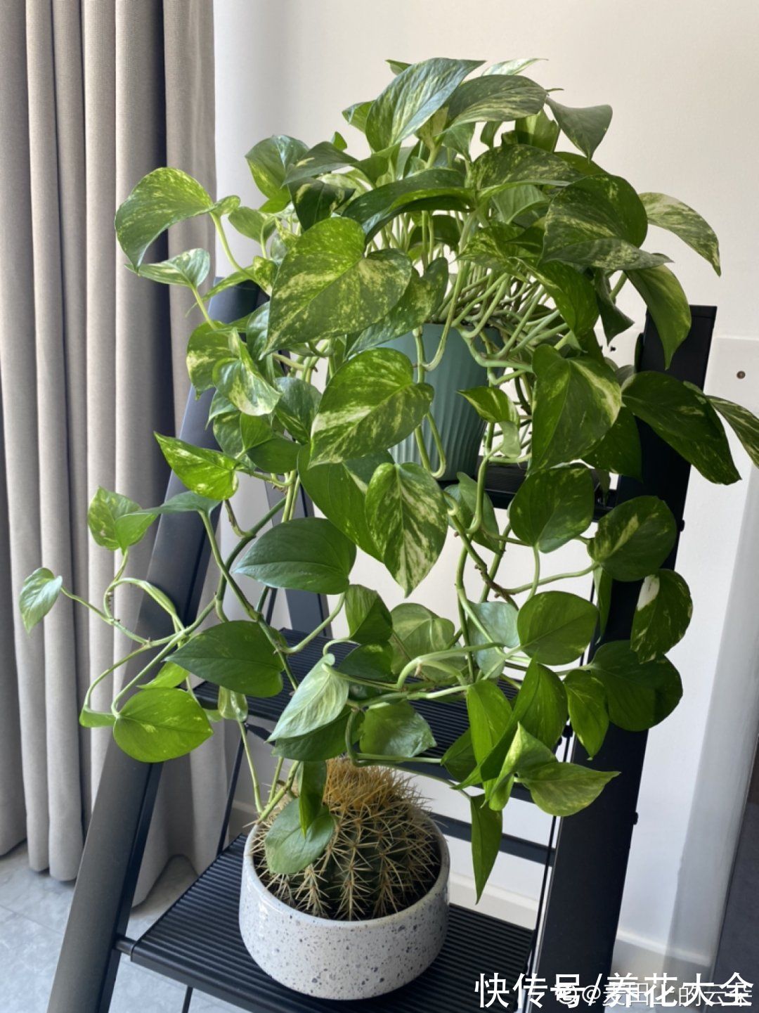 10种“怕晒花”,越晒死越快,半阴地儿反倒长得旺