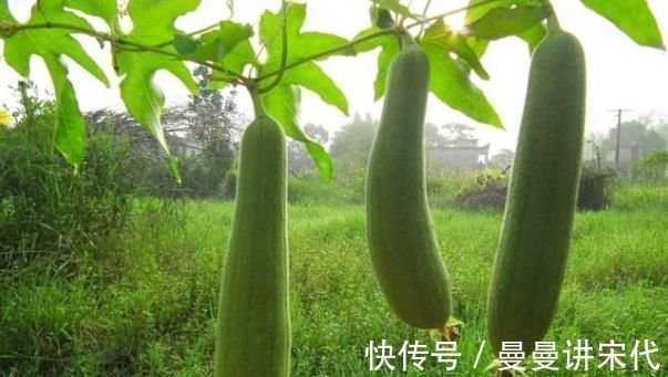 药用价值|老中医提醒丝瓜与它搭配,就是没病找病,却有很多人偏偏喜欢