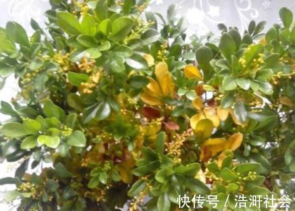 黄叶|老婆用装修时剩下的“小东西”，埋在花盆里面，花就没有黄过叶