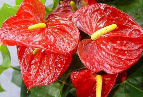 养花总养不活,不妨看看这些花朵,超级好养,耐热耐寒易爆盆