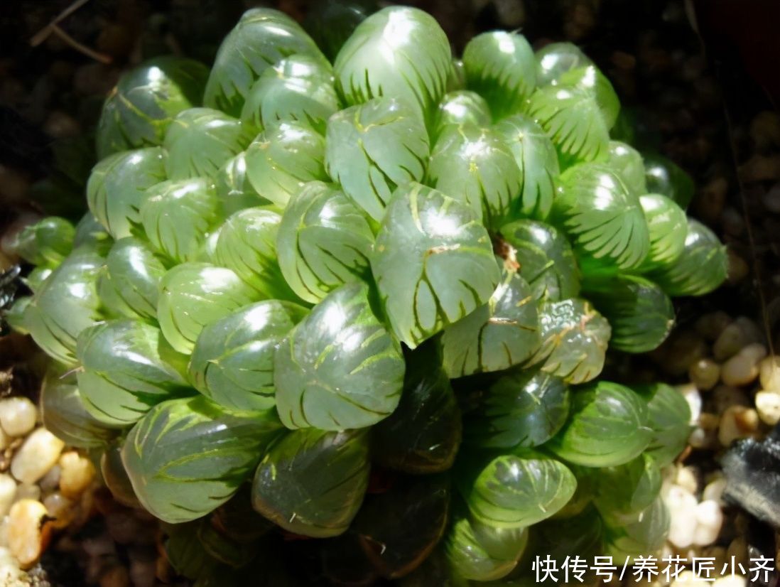 发黄|不要小瞧5月的太阳，这12种花赶紧遮阴养，晒太阳容易叶片枯黄