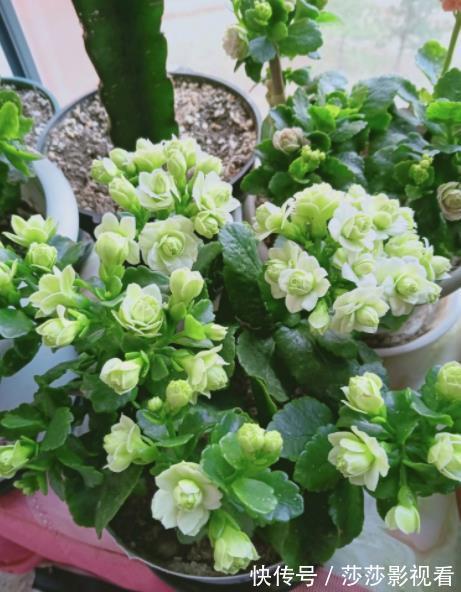 此款网红花,花型饱满似玫瑰,多季节有花赏,是阳台盆栽佳品