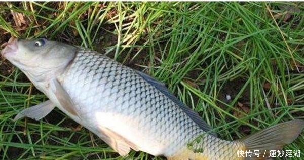 鱼窝|冬钓鲫鱼,这些鱼窝可以“看”出来,遇上别放过,这里下竿准没错