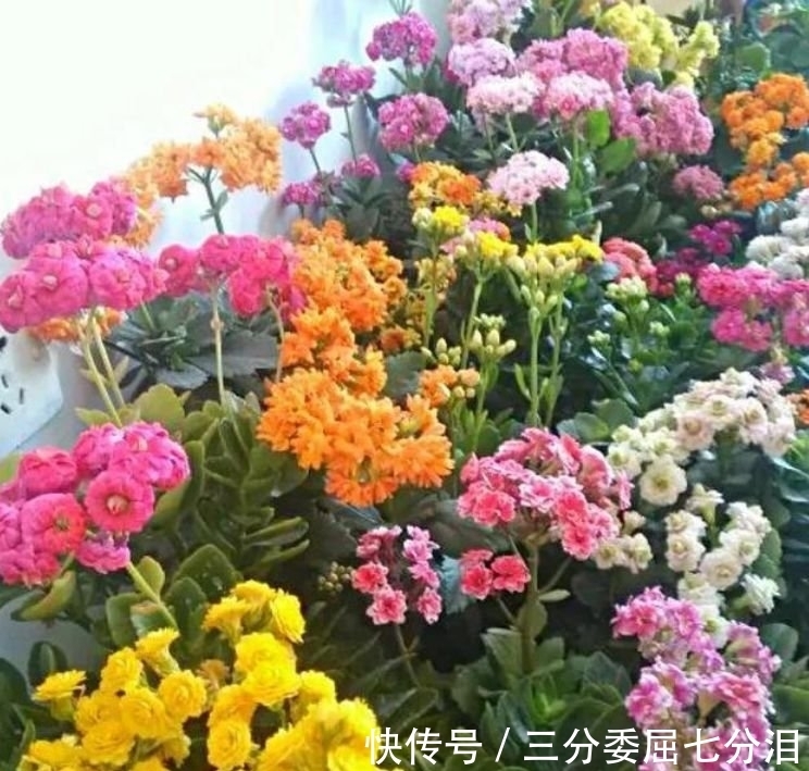 营养物质|4种花养家里,好养又漂亮,10块钱一盆,开花多、花期长!
