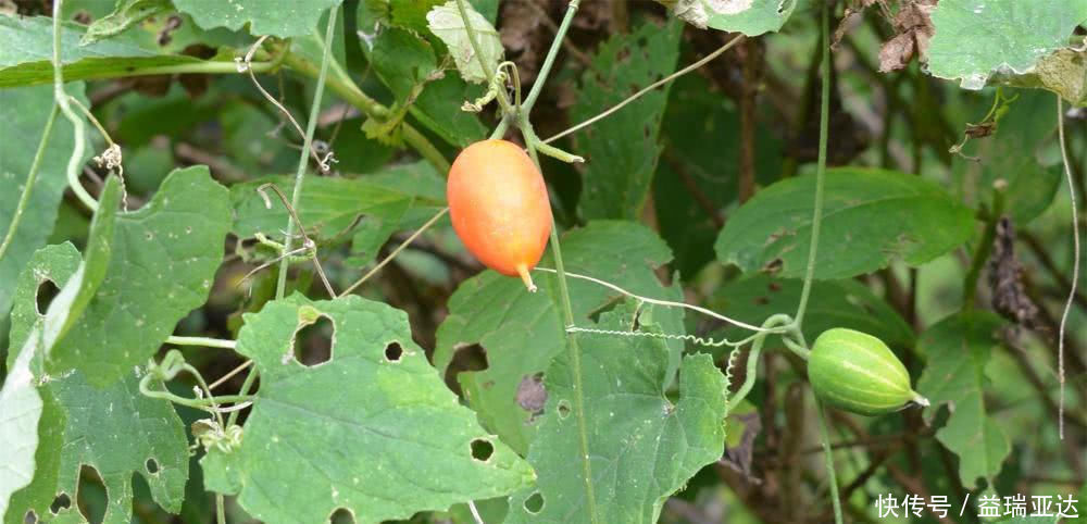 野黄瓜|一种生长在山里的野生果实,没有多少人吃过,种子是棕褐色的,很甜